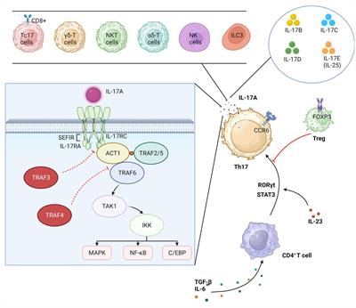 Advances in the study of IL-17 in neurological diseases and mental disorders